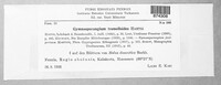Gymnosporangium tremelloides image